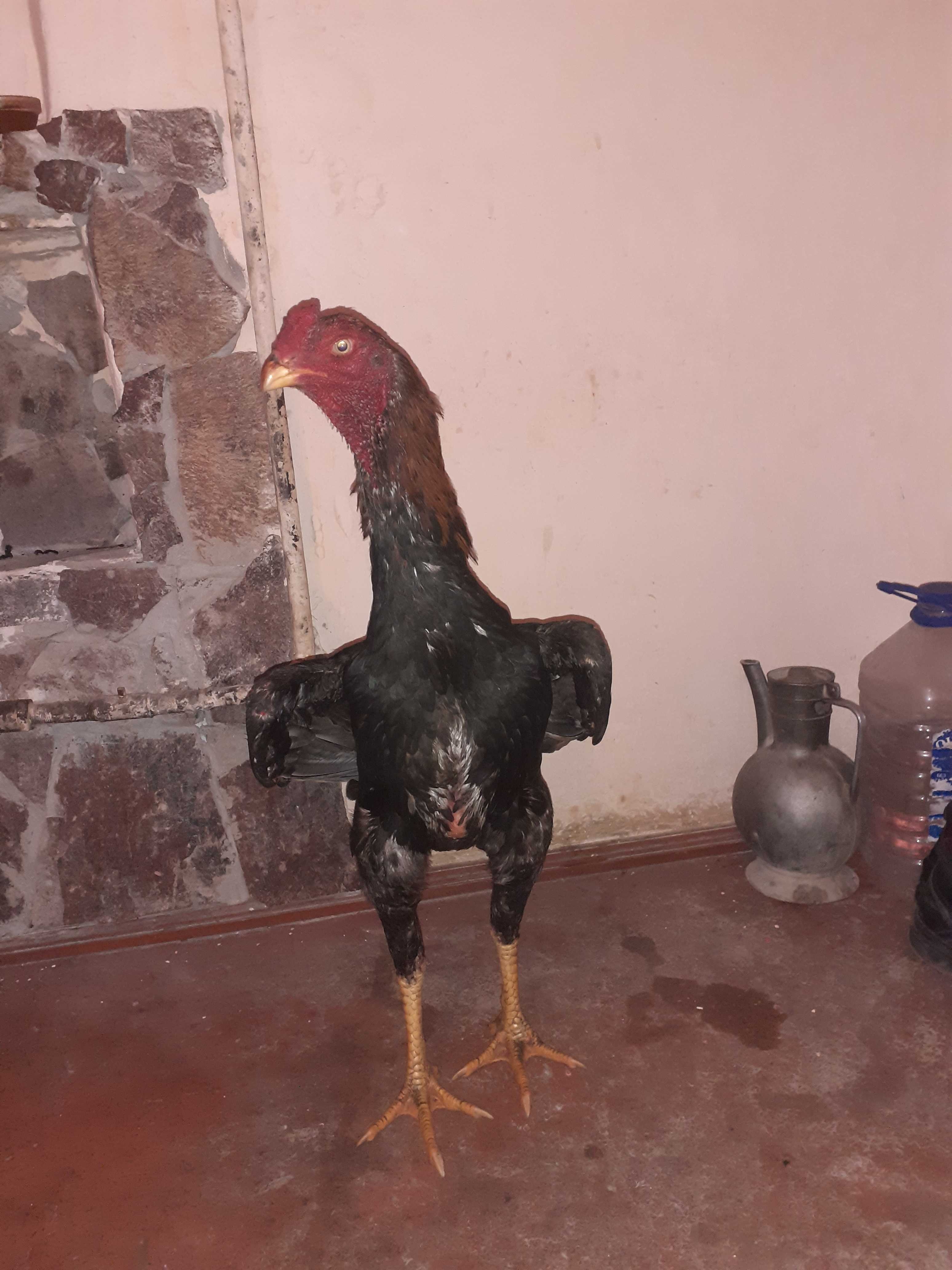 Дакан