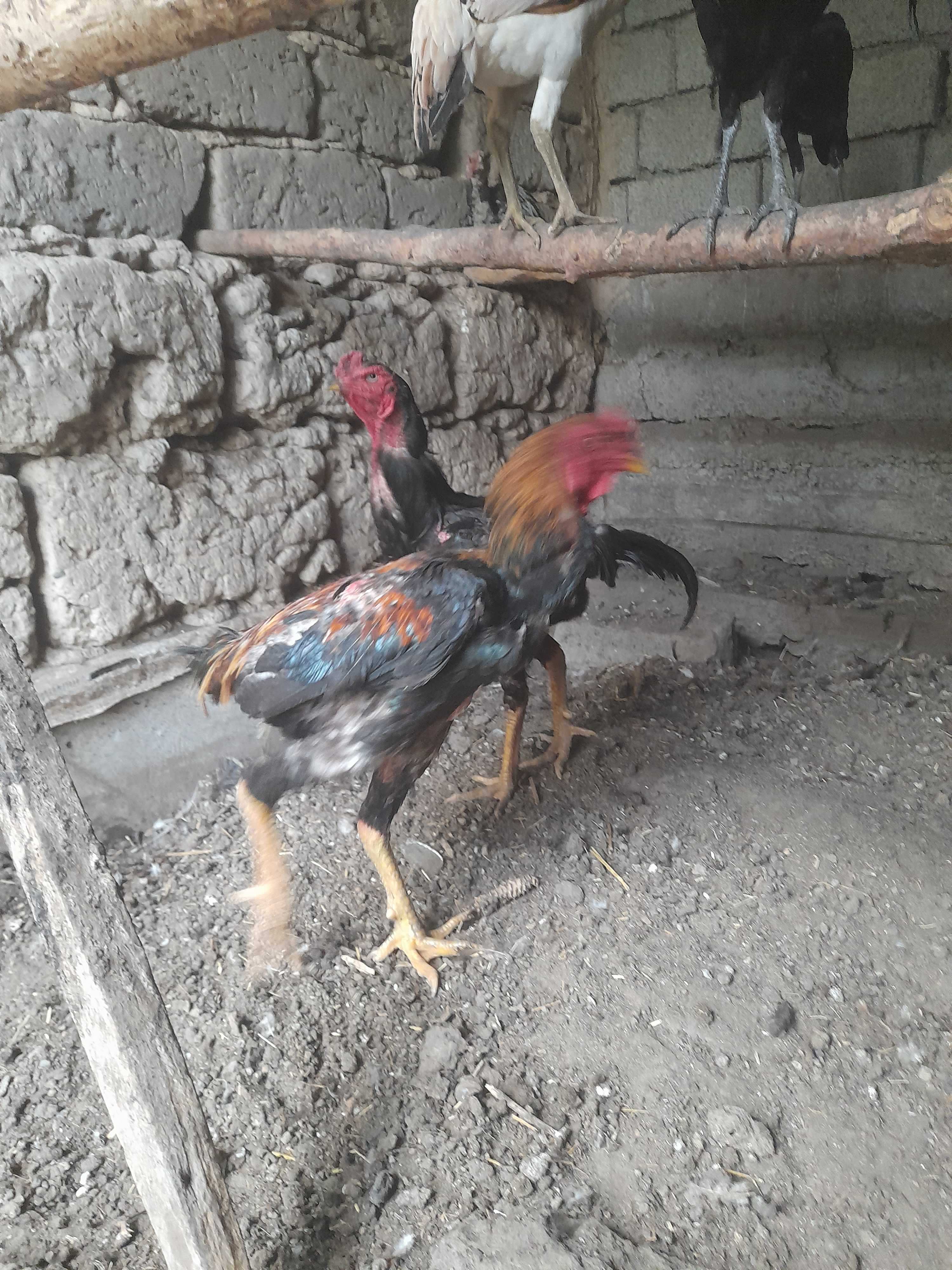 Дакан хуроз