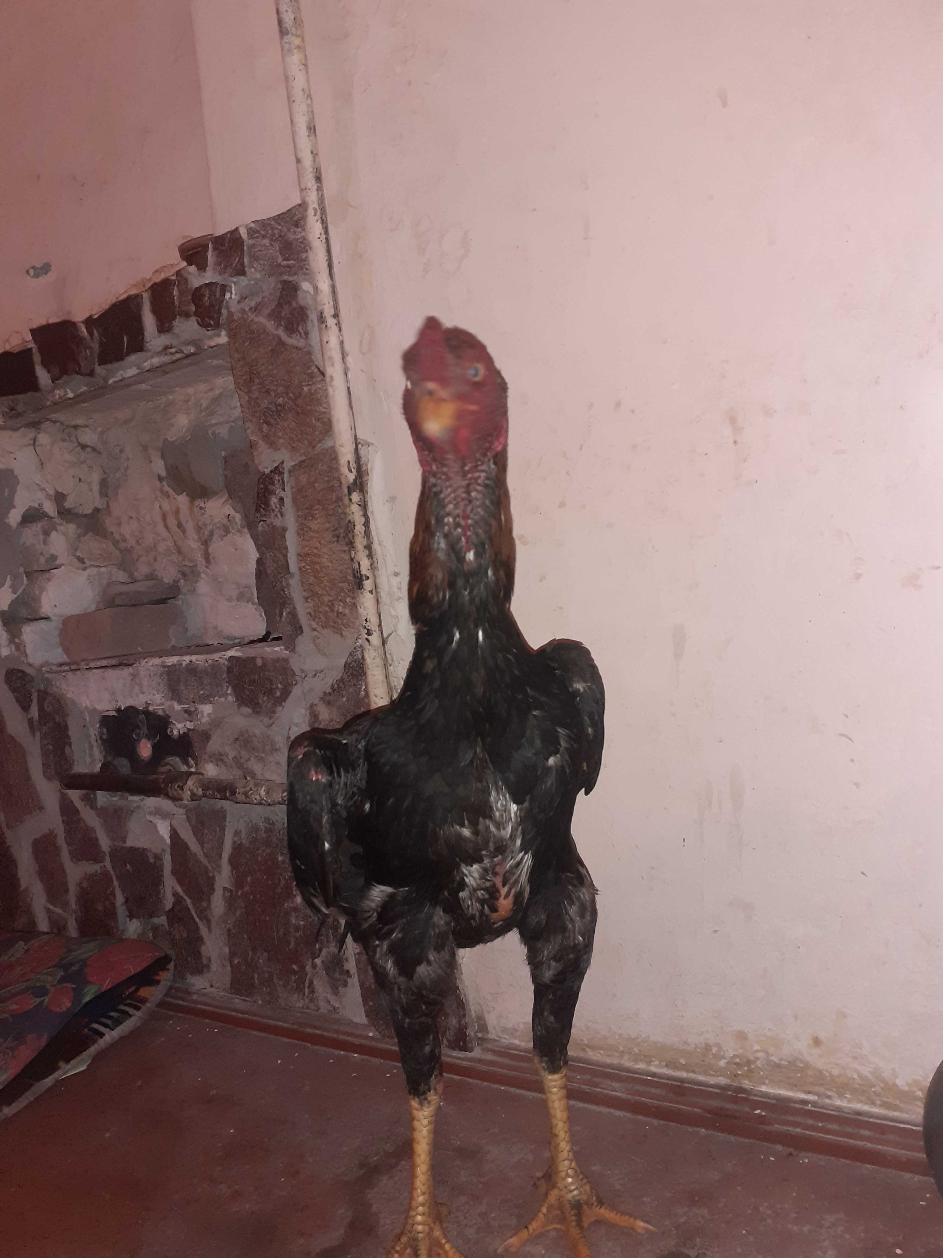 Дакан хуроз